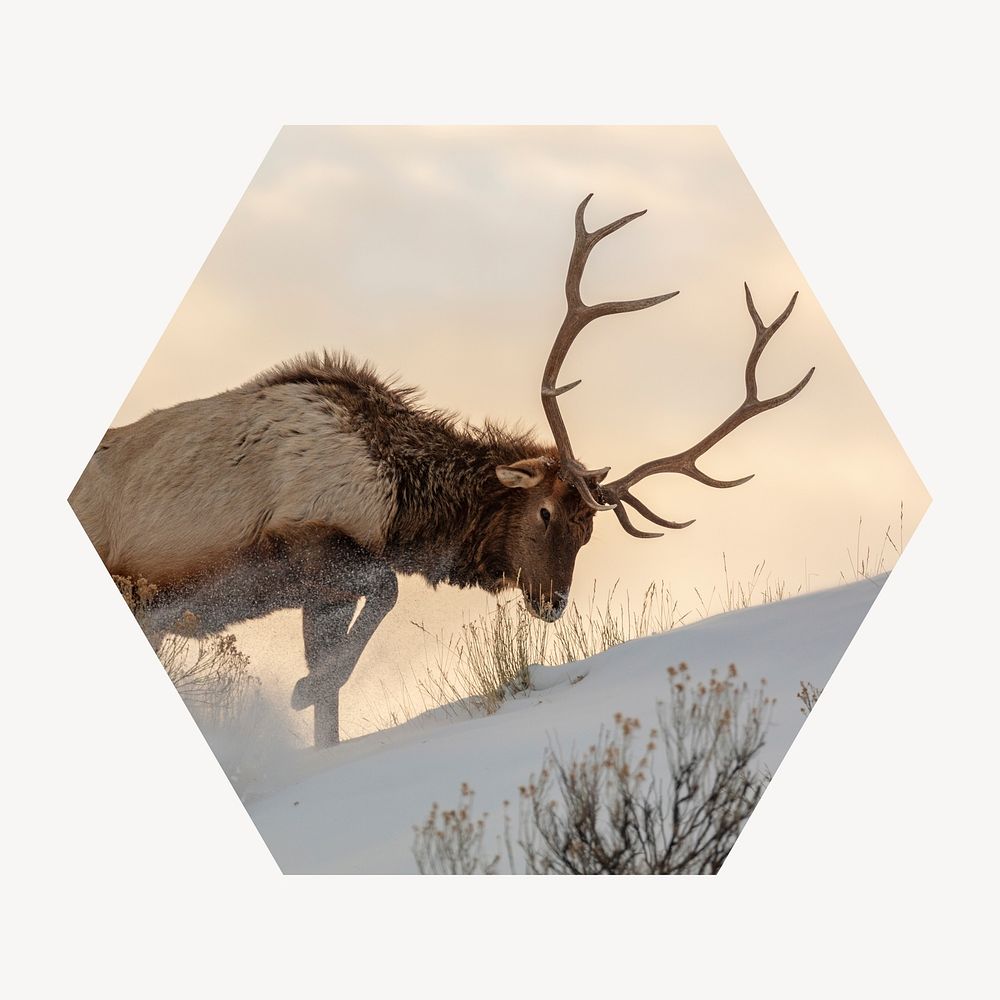 Elk in snow badge, wildlife photo in hexagon shape