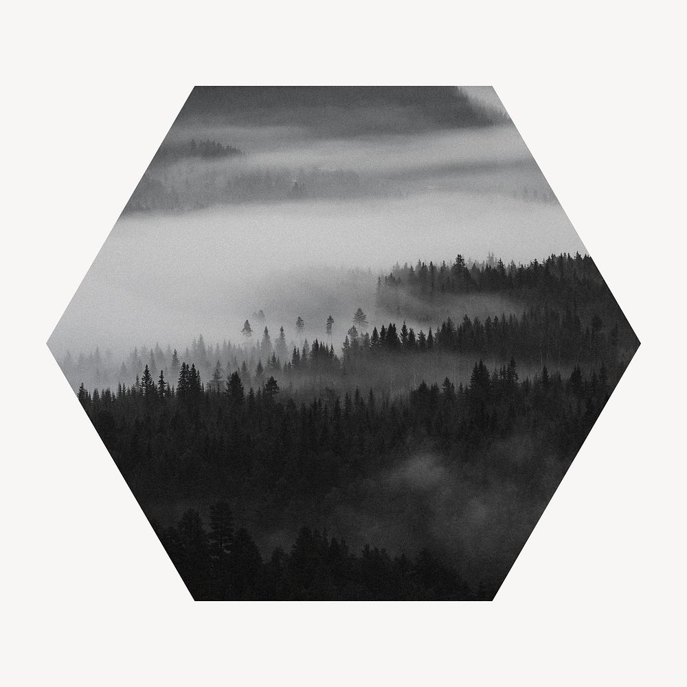 Foggy forest badge, nature photo in hexagon shape