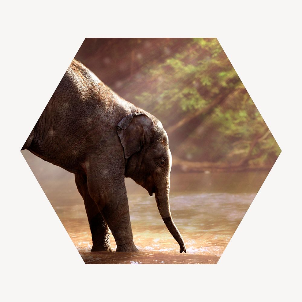 Playful elephant by the lake badge, wildlife photo in hexagon shape