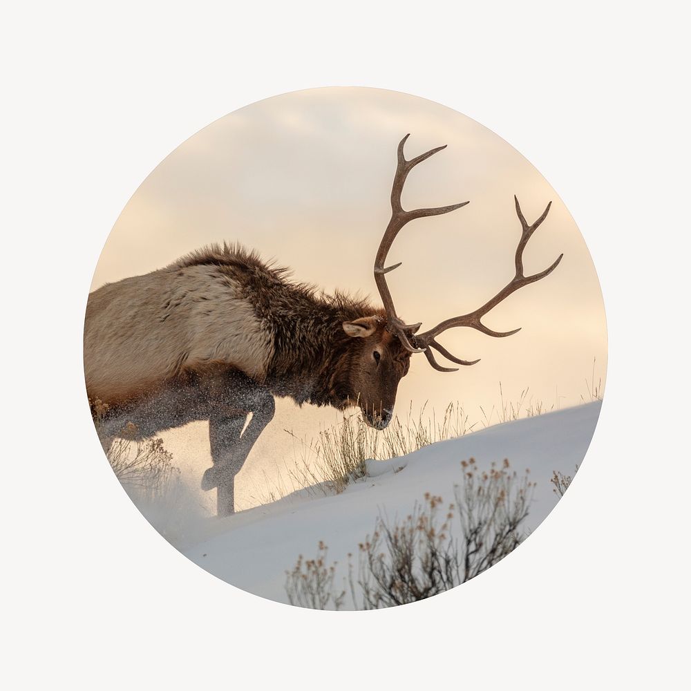 Elk in snow badge, wildlife photo in round shape