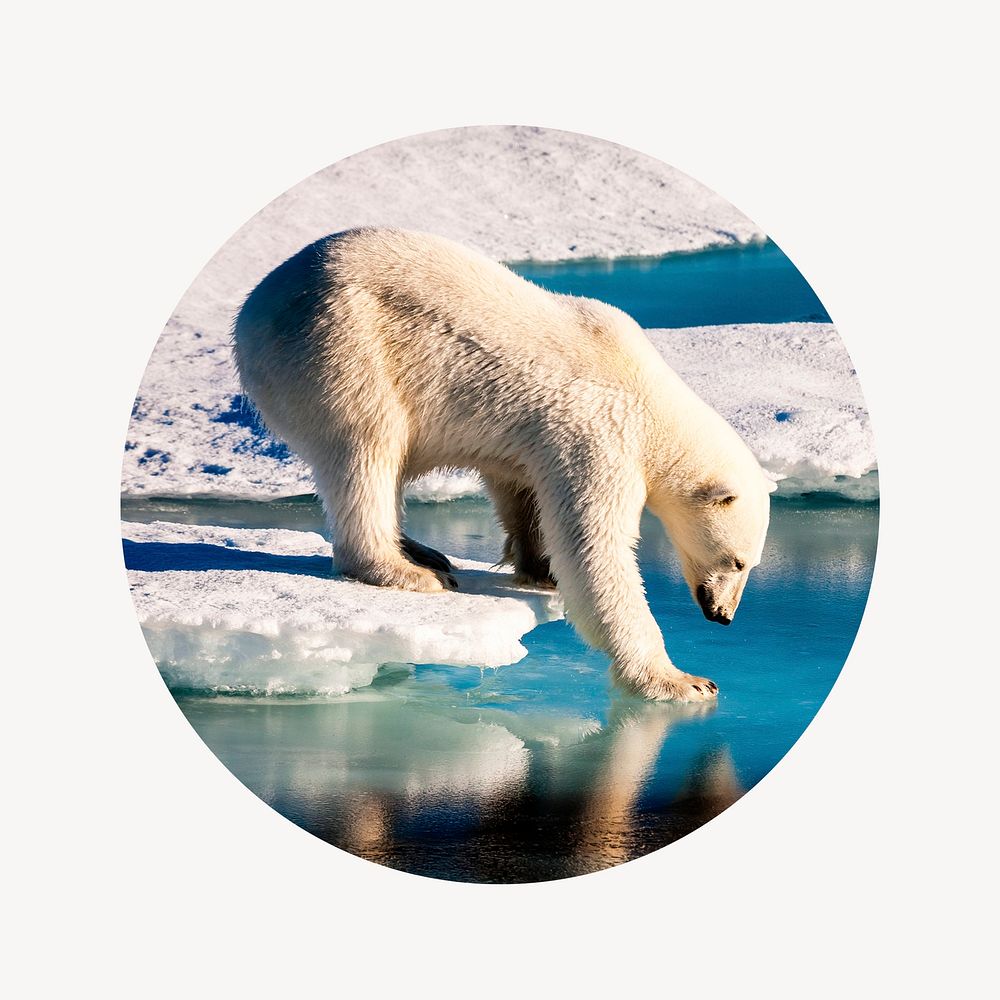 Polar bear walking on ice badge, climate change photo in round shape