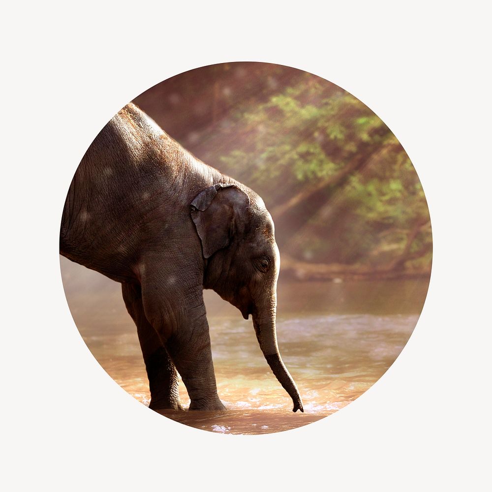 Playful elephant by the lake badge, wildlife photo in round shape