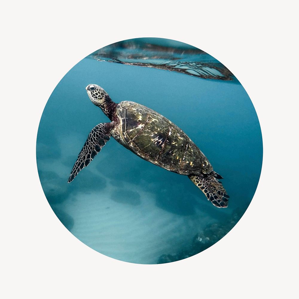Sea turtle swimming badge, environment photo in round shape