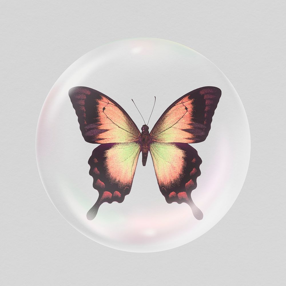 Autumn butterfly in bubble, insect aesthetic