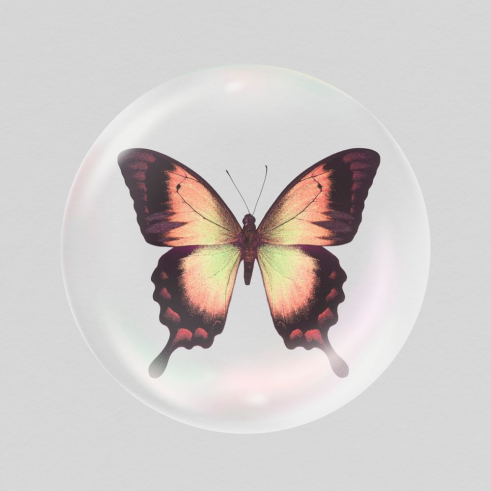 Autumn butterfly sticker, insect aesthetic bubble psd