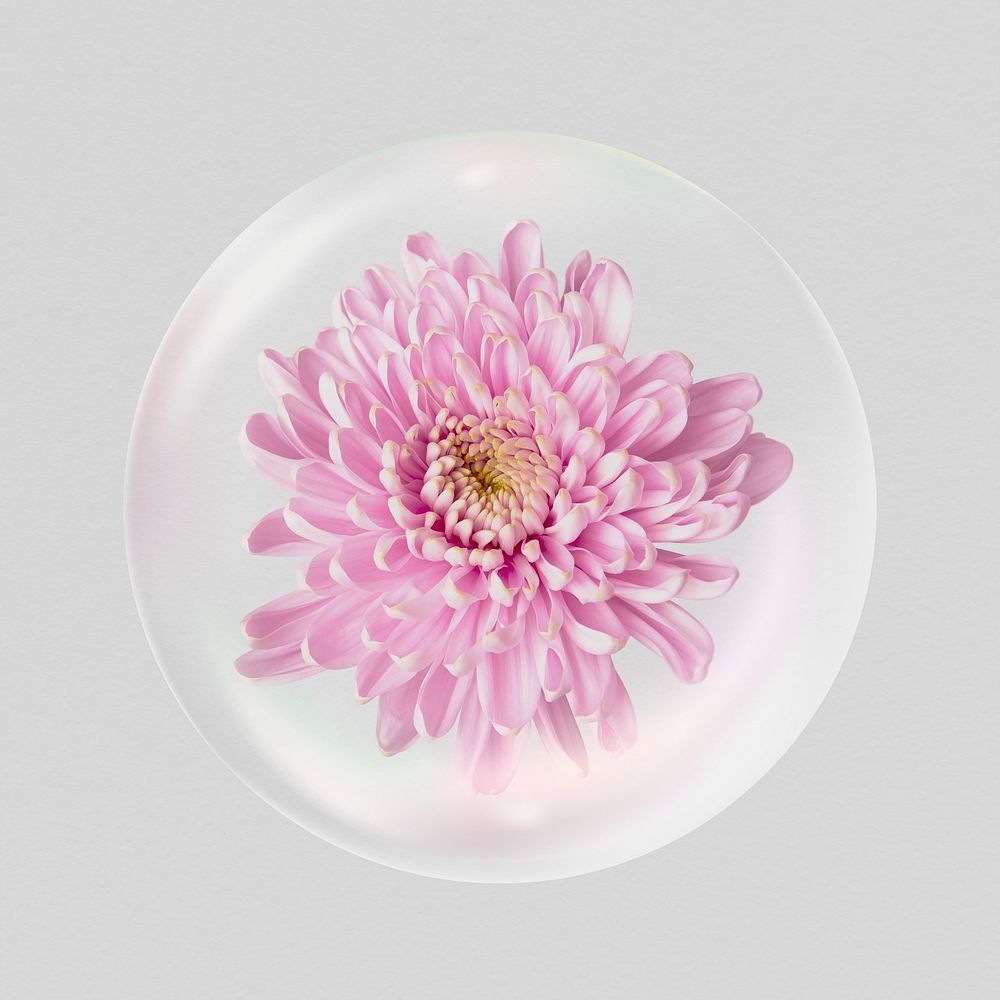 Pink chrysanthemum flower in bubble, Spring concept art