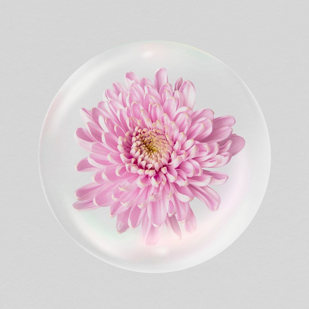 Pink chrysanthemum flower sticker, Spring bubble concept art psd