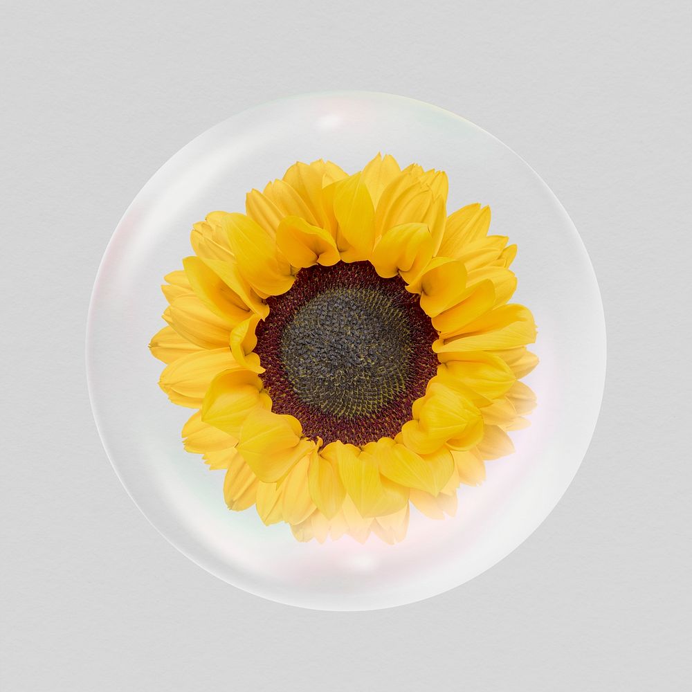 Sunflower flower sticker, Spring bubble concept art psd