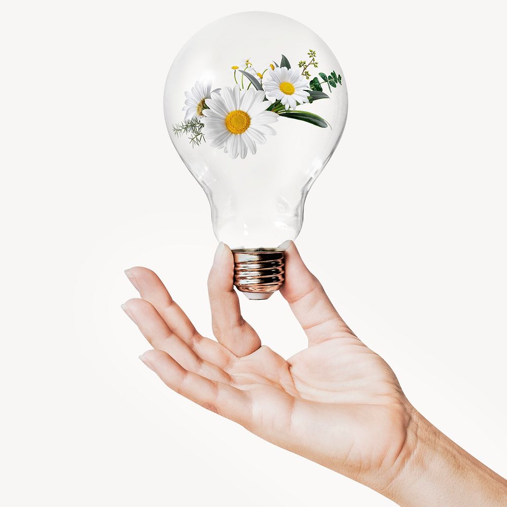 White daisy flowers, Spring concept art with hand holding light bulb