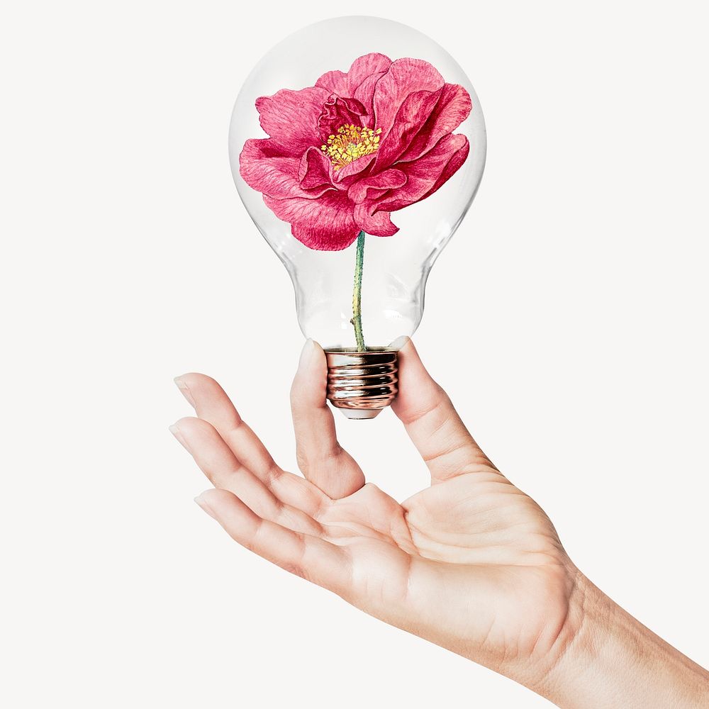 French rose flower, Spring concept art with hand holding light bulb