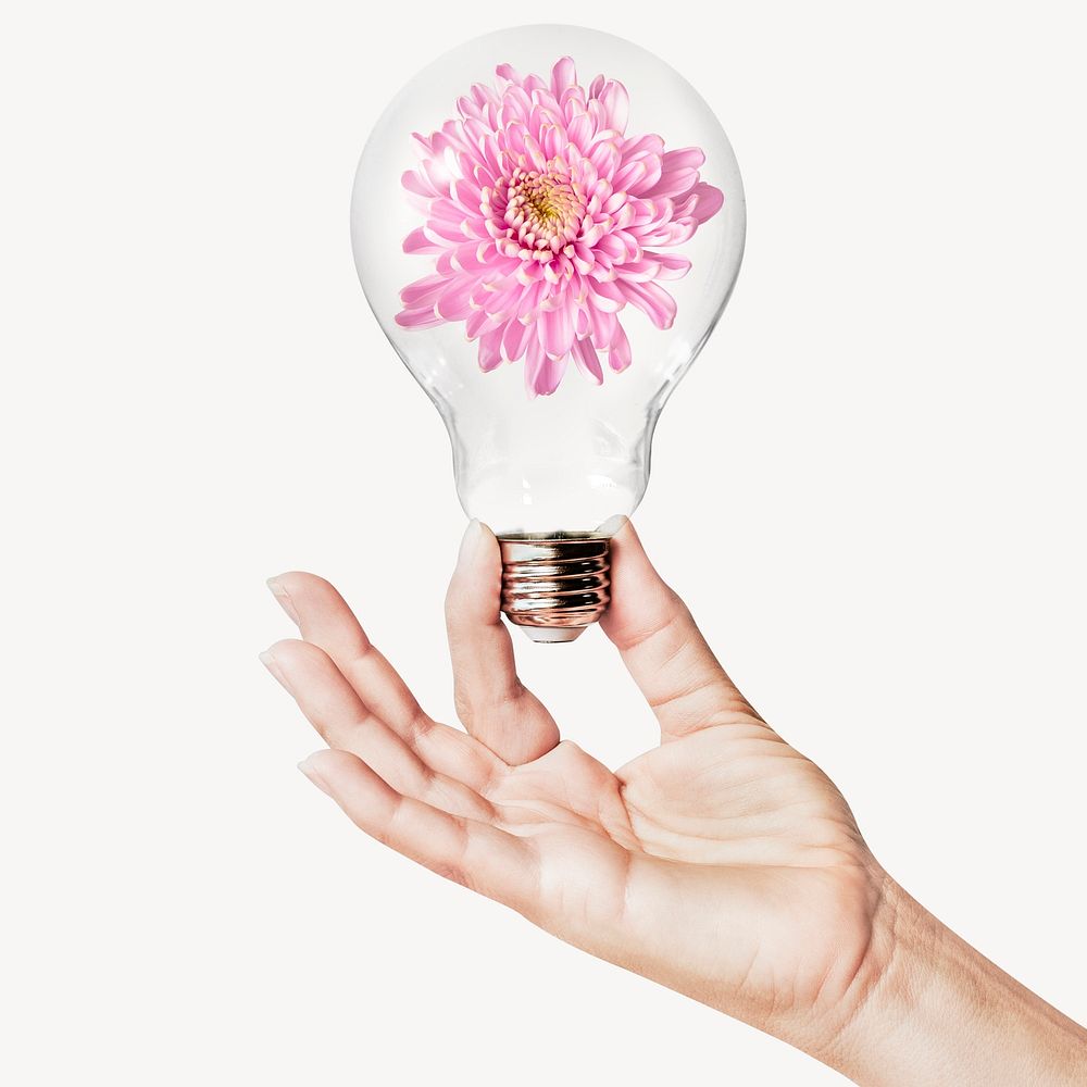 Pink chrysanthemum flower, Spring concept art with hand holding light bulb