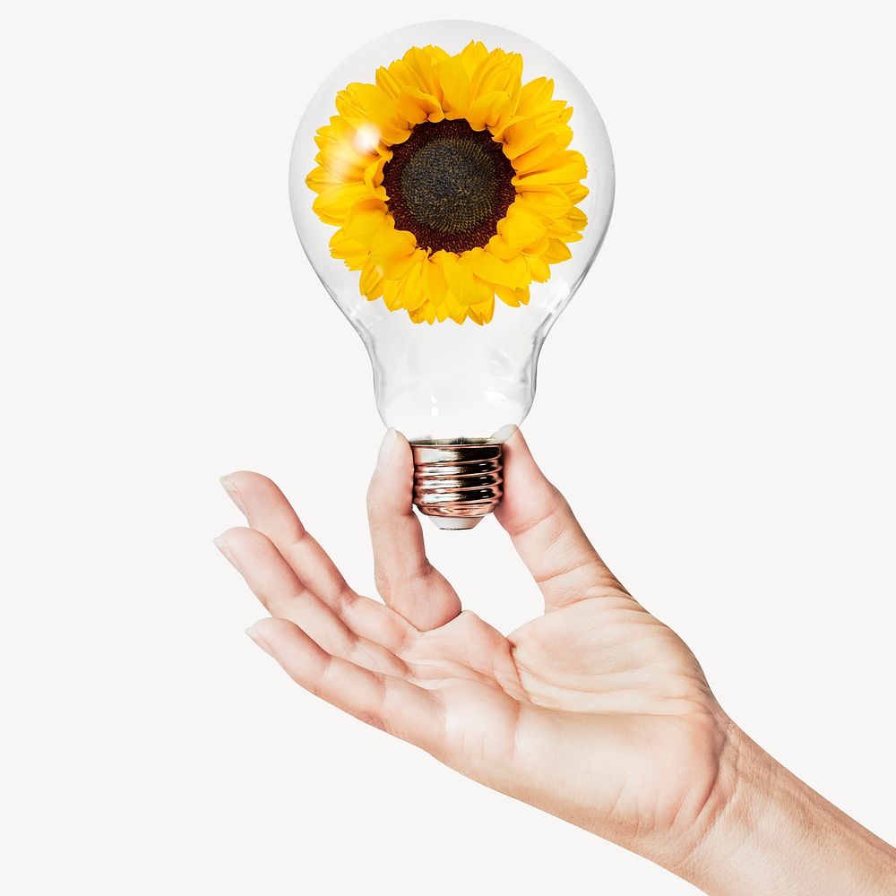 Sunflower flower, Spring concept art with hand holding light bulb