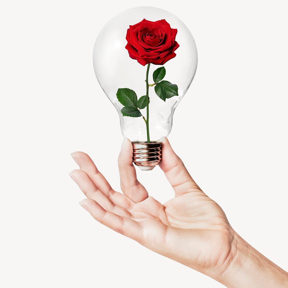 Red rose flower, Valentine's concept art with hand holding light bulb