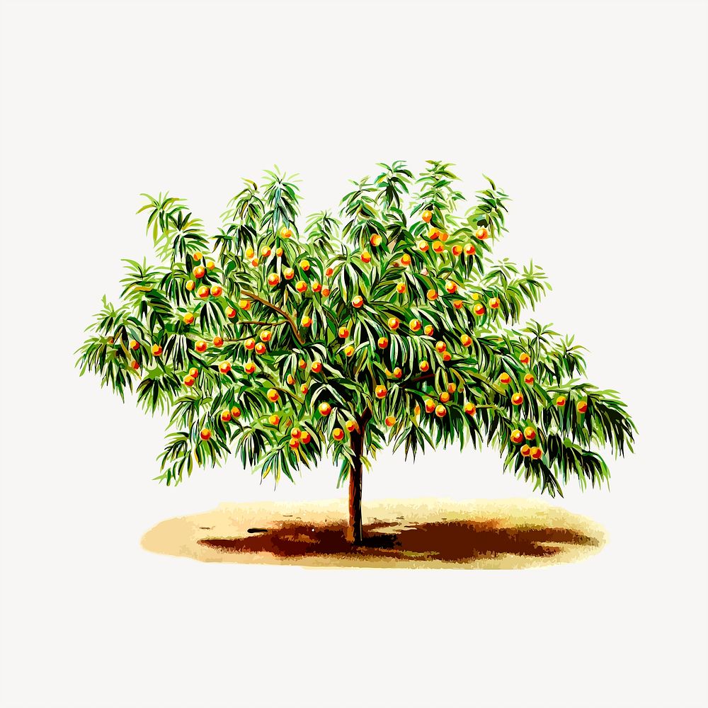 Peach tree clipart, botanical illustration. Free public domain CC0 image.