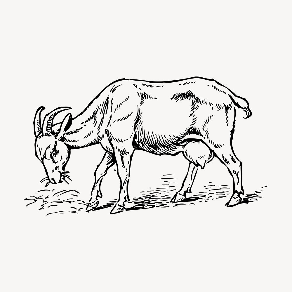 Goat feeding grass clipart, vintage animal illustration vector. Free public domain CC0 image.