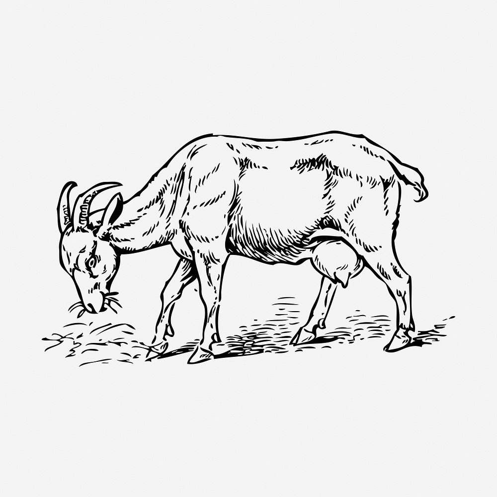 Goat feeding grass drawing, vintage animal illustration. Free public domain CC0 image.