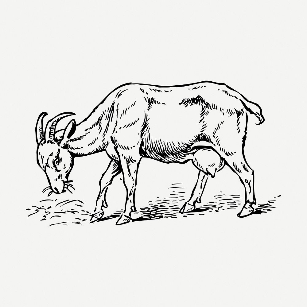 Goat feeding grass drawing, vintage animal illustration psd. Free public domain CC0 image.