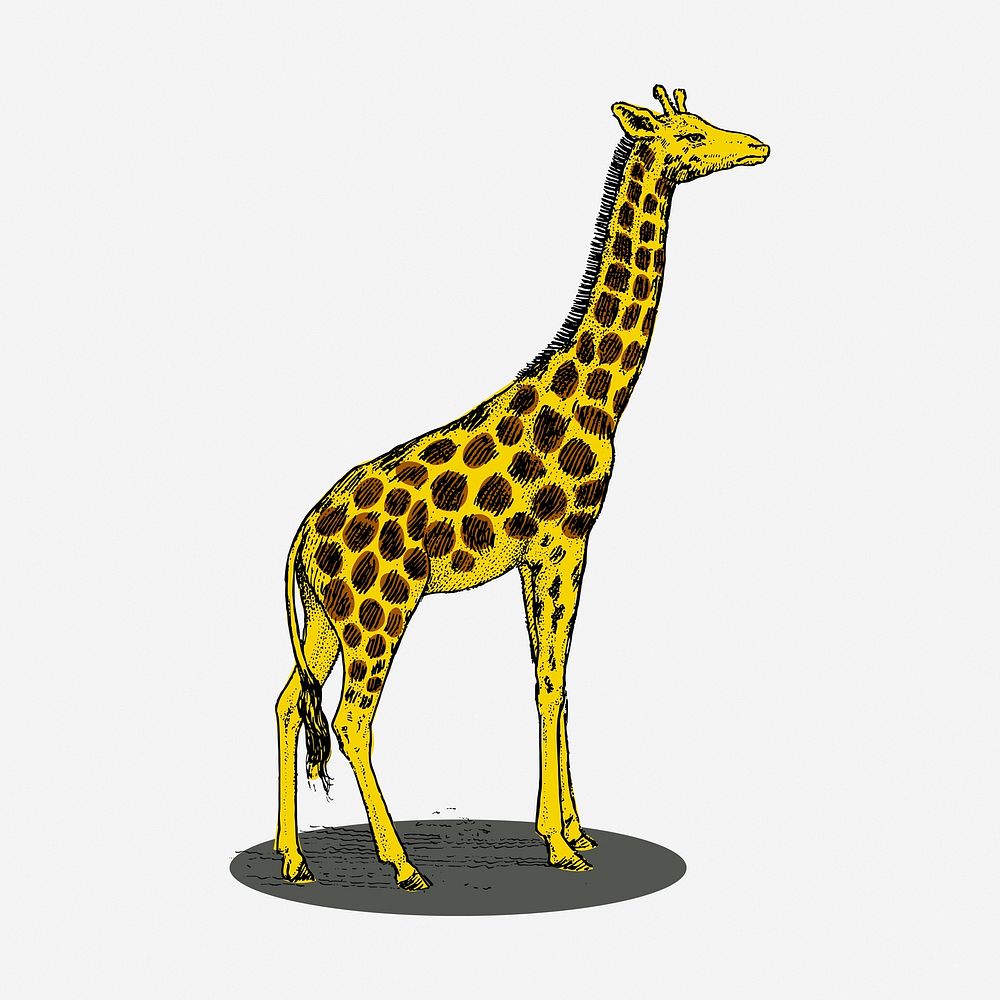 Giraffe clipart, vintage animal illustration. Free public domain CC0 image.