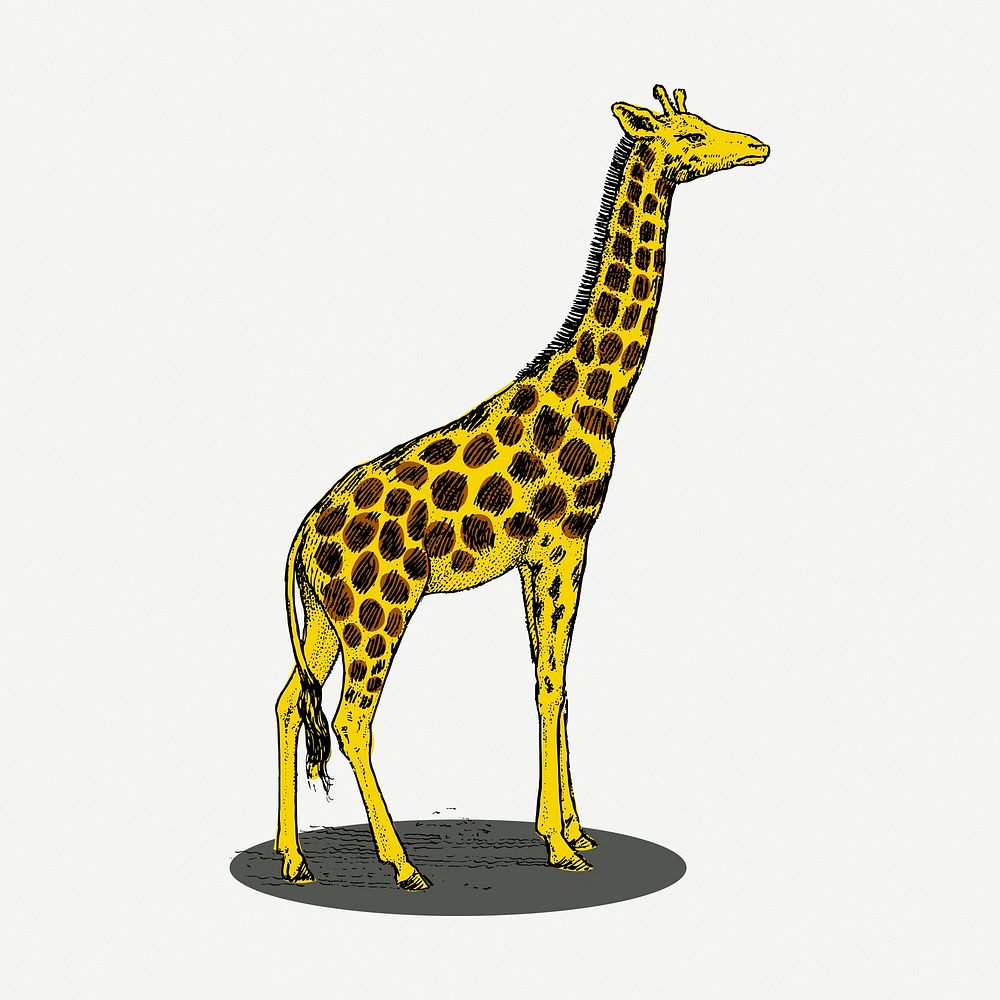 Giraffe clipart, vintage animal illustration psd. Free public domain CC0 image.