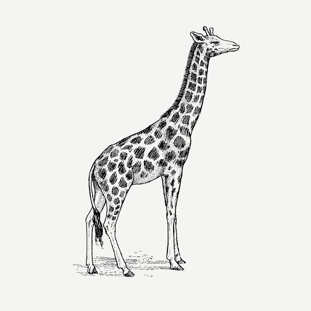 Giraffe drawing, vintage animal illustration psd. Free public domain CC0 image.