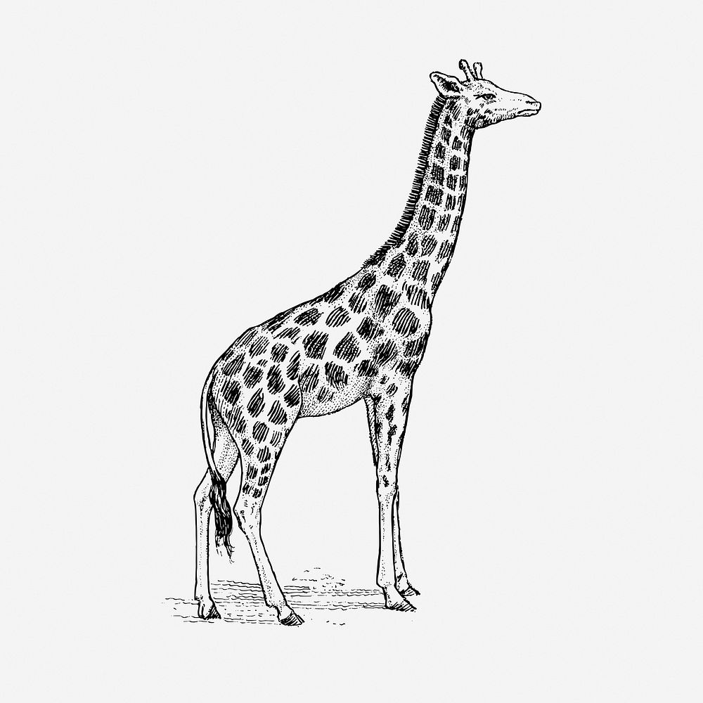 Giraffe drawing, vintage animal illustration. Free public domain CC0 image.