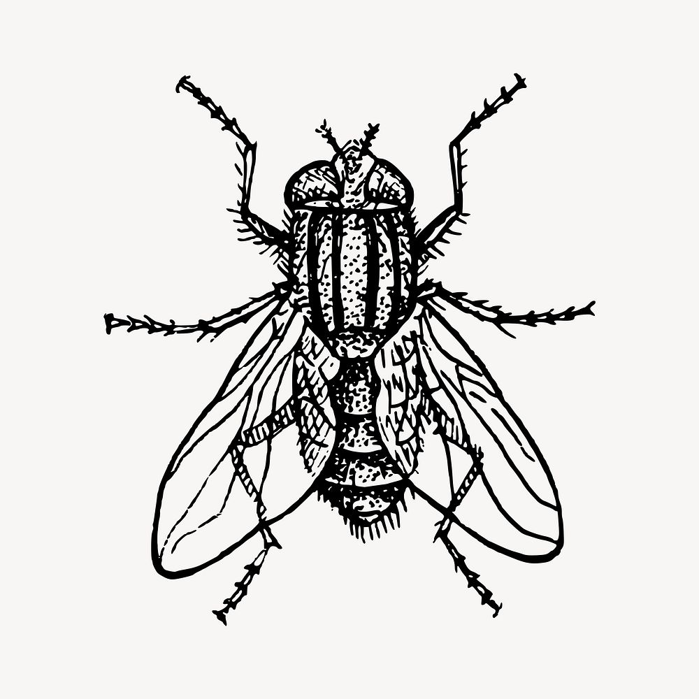 House fly clipart, vintage insect illustration vector. Free public domain CC0 image.
