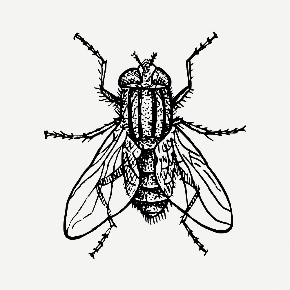 House fly drawing, vintage insect illustration psd. Free public domain CC0 image.