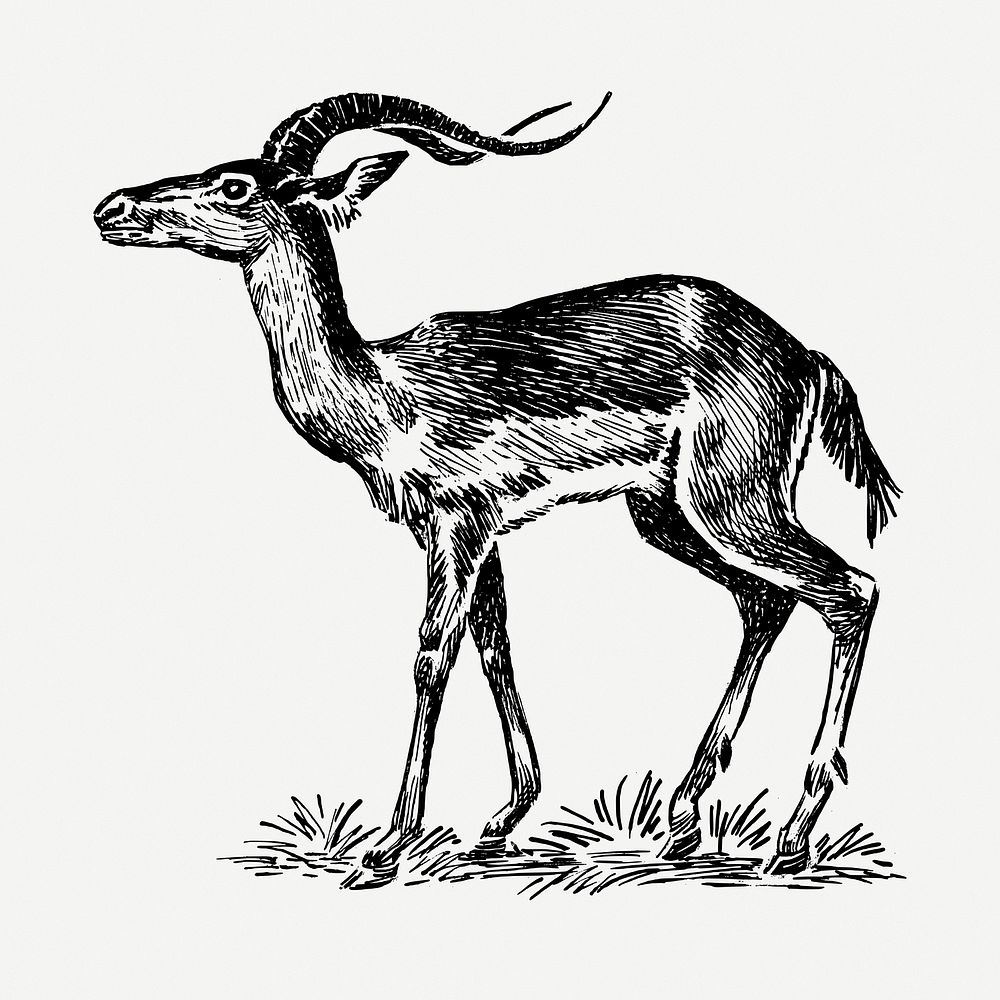 Impala drawing, vintage animal illustration psd. Free public domain CC0 image.