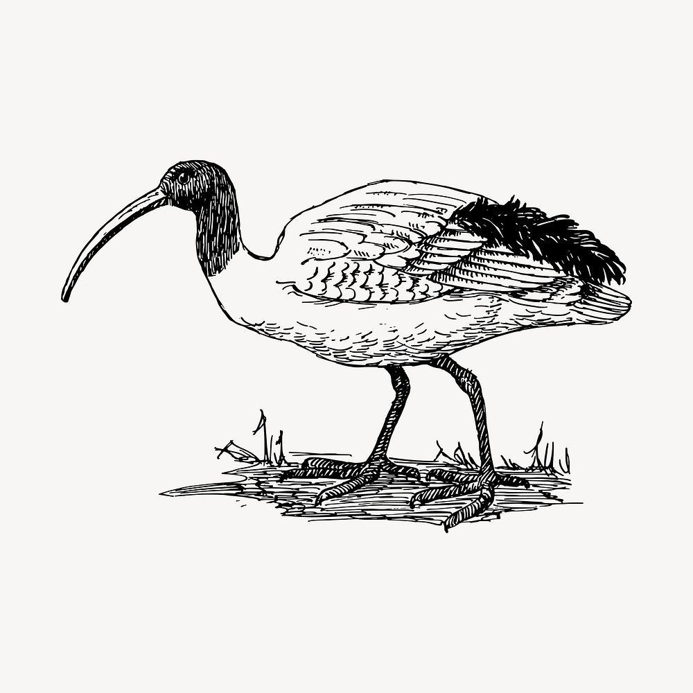 Ibis bird clipart, vintage animal illustration vector. Free public domain CC0 image.