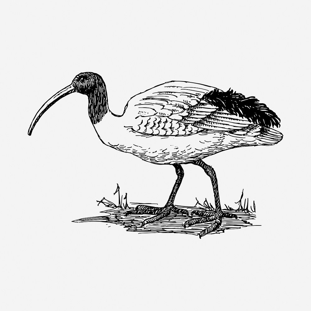 Ibis bird drawing, vintage animal illustration. Free public domain CC0 image.