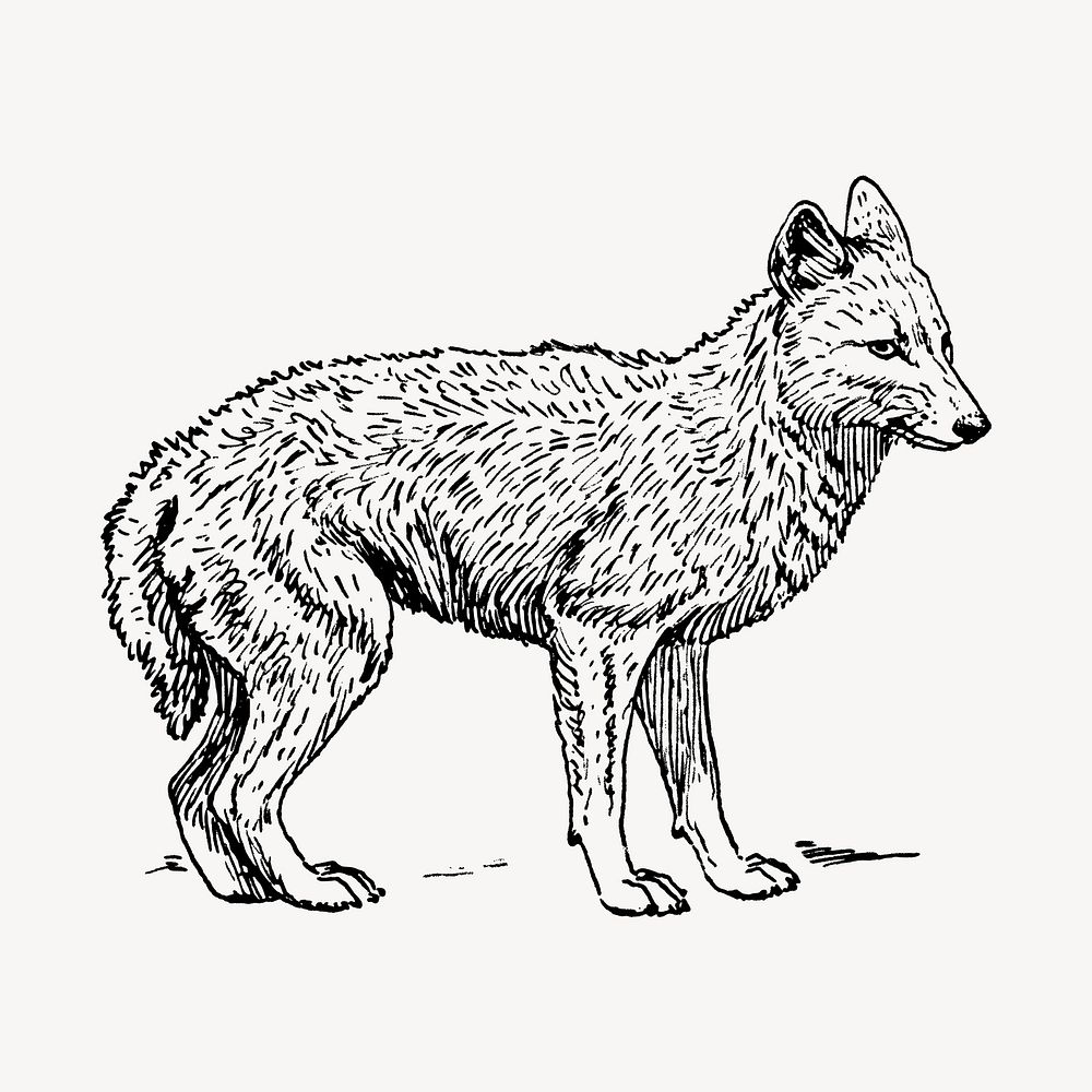 Jackal clipart, vintage animal illustration vector. Free public domain CC0 image.