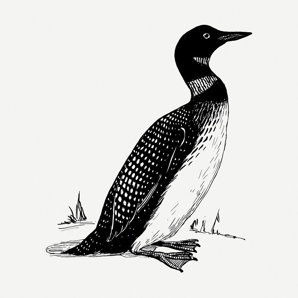 Loon bird drawing, vintage animal illustration psd. Free public domain CC0 image.