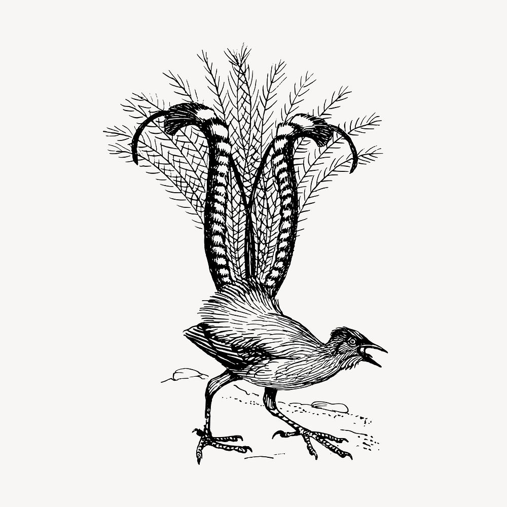 Lyre bird clipart, vintage animal illustration vector. Free public domain CC0 image.