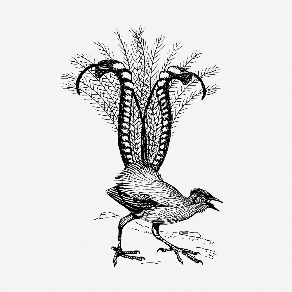 Lyre bird drawing, vintage animal illustration. Free public domain CC0 image.