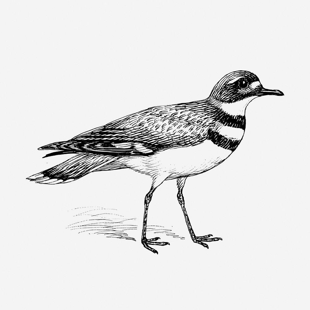 Killdeer bird drawing, vintage animal illustration. Free public domain CC0 image.
