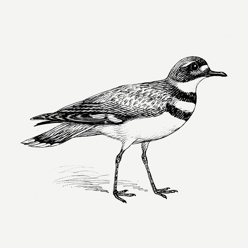 Killdeer bird drawing, vintage animal illustration psd. Free public domain CC0 image.