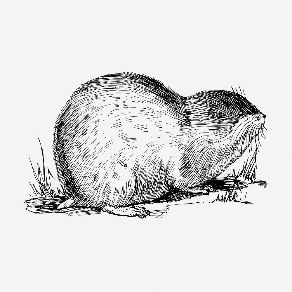 Lemming drawing, vintage animal illustration psd. Free public domain CC0 image.
