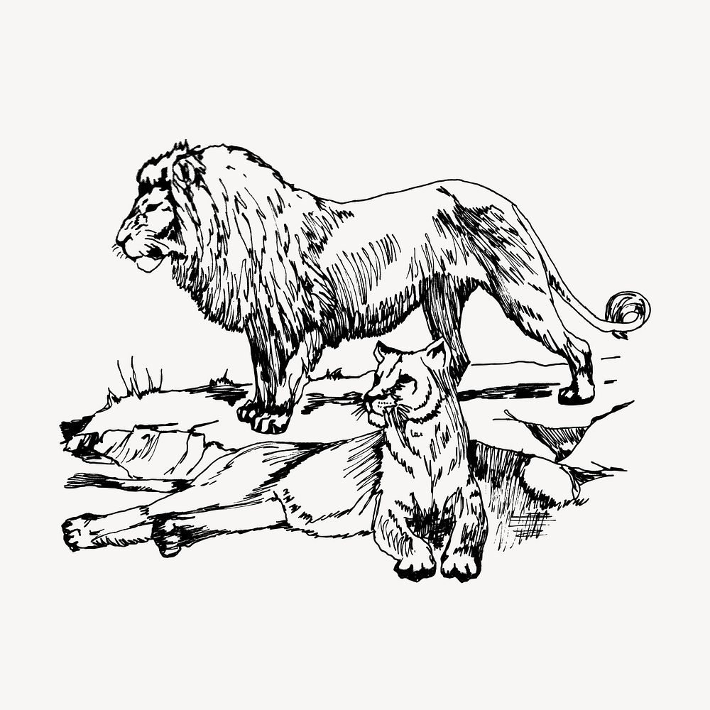 Lions clipart, vintage animal illustration vector. Free public domain CC0 image.