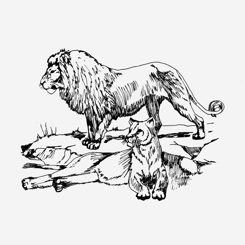 Lions drawing, vintage animal illustration. Free public domain CC0 image.