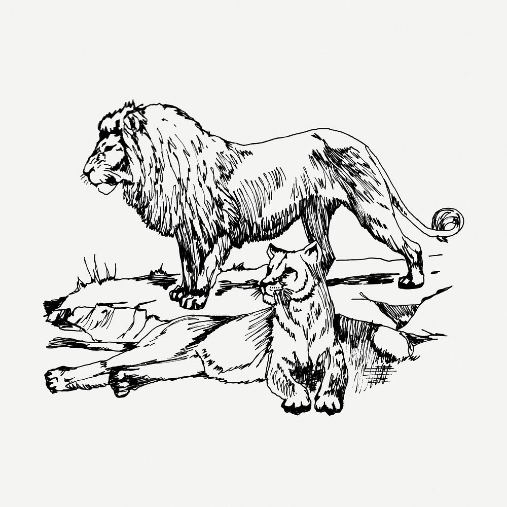 Lions drawing, vintage animal illustration psd. Free public domain CC0 image.
