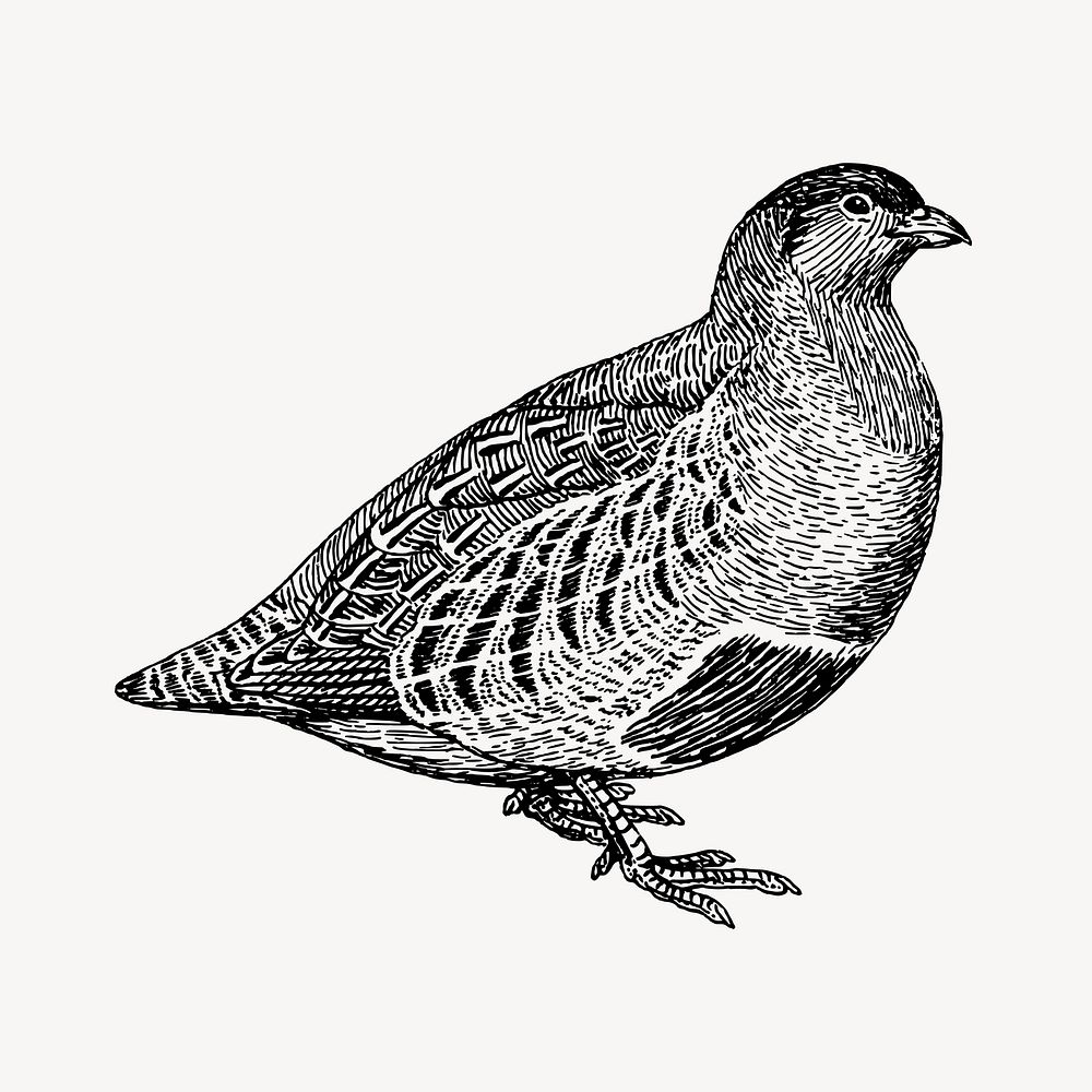 Partridge bird clipart, vintage animal illustration vector. Free public domain CC0 image.
