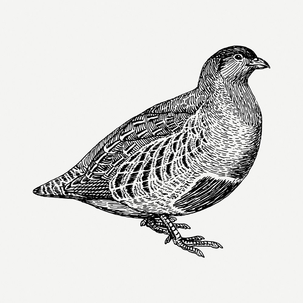 Partridge bird drawing, vintage animal illustration psd. Free public domain CC0 image.