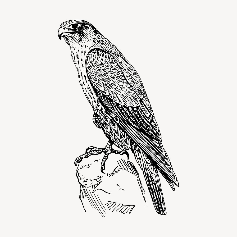 Peregrine falcon clipart, vintage animal illustration vector. Free public domain CC0 image.