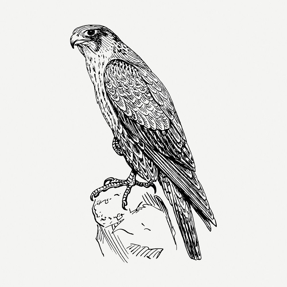 Peregrine falcon drawing, vintage animal illustration psd. Free public domain CC0 image.