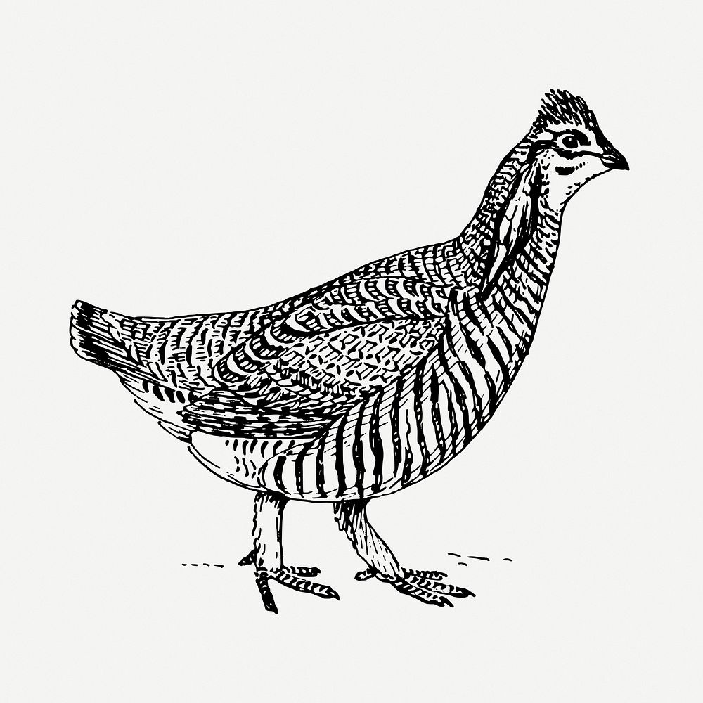 Prairie chicken drawing, vintage animal illustration psd. Free public domain CC0 image.