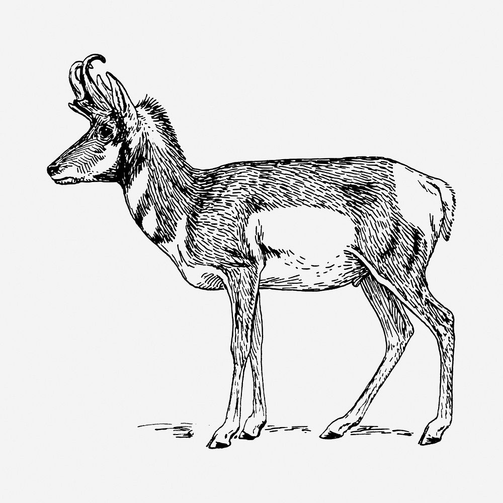 Pronghorn drawing, vintage animal illustration. Free public domain CC0 image.