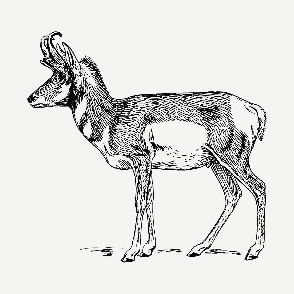 Pronghorn drawing, vintage animal illustration psd. Free public domain CC0 image.