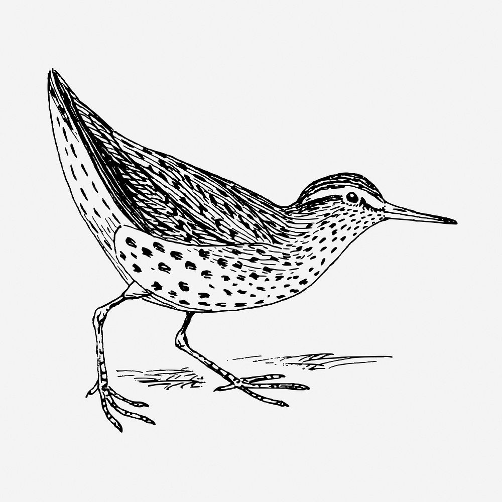 Sandpiper bird drawing, vintage animal illustration. Free public domain CC0 image.
