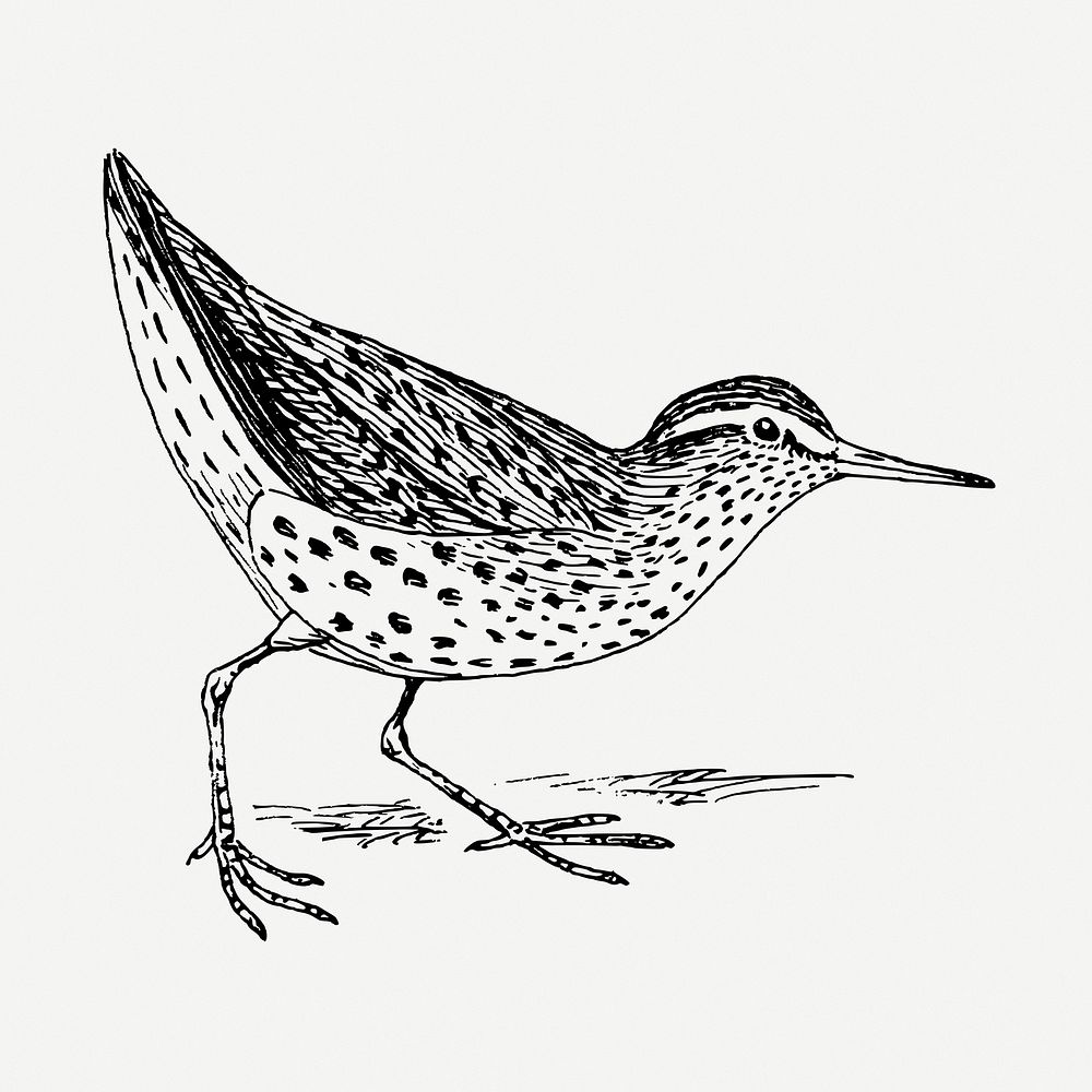 Sandpiper bird drawing, vintage animal illustration psd. Free public domain CC0 image.