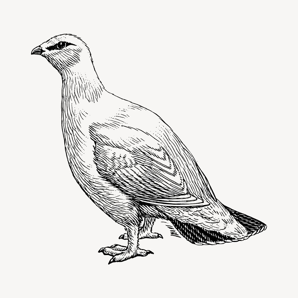 Rock ptarmigan bird clipart, vintage animal illustration vector. Free public domain CC0 image.